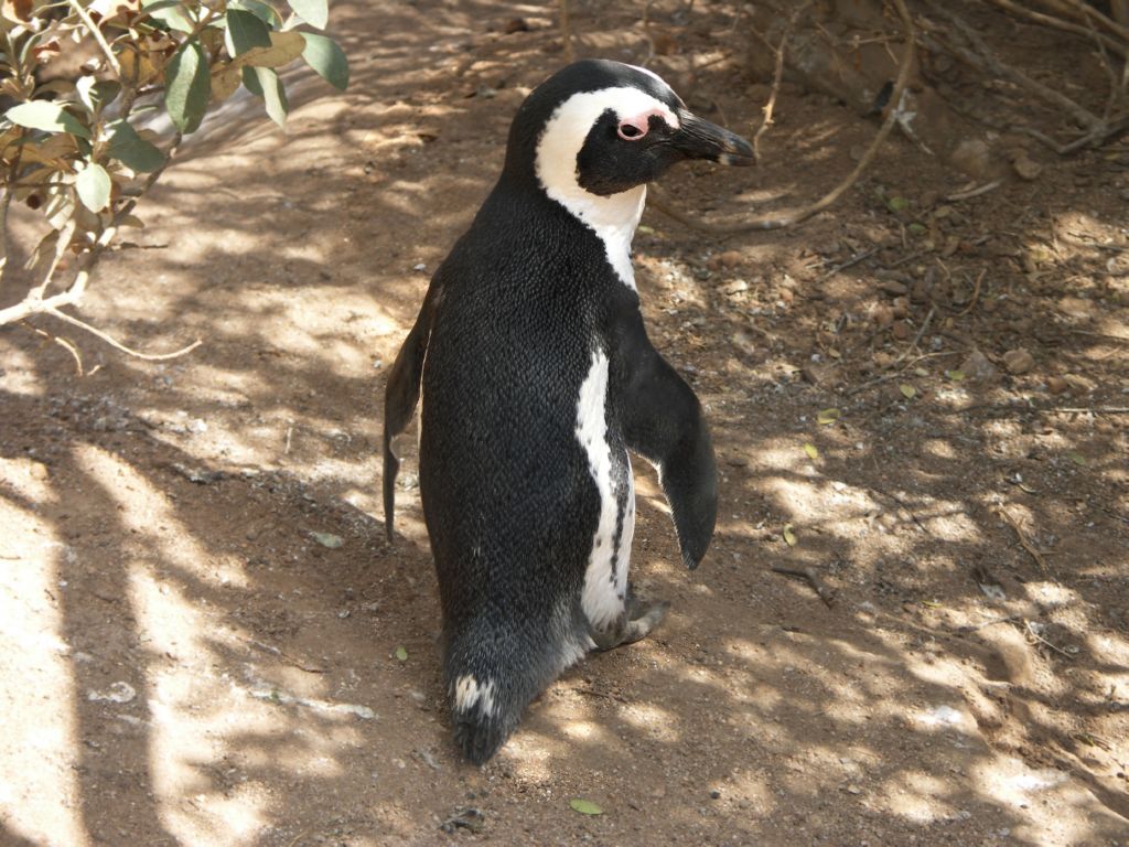 boulders beach